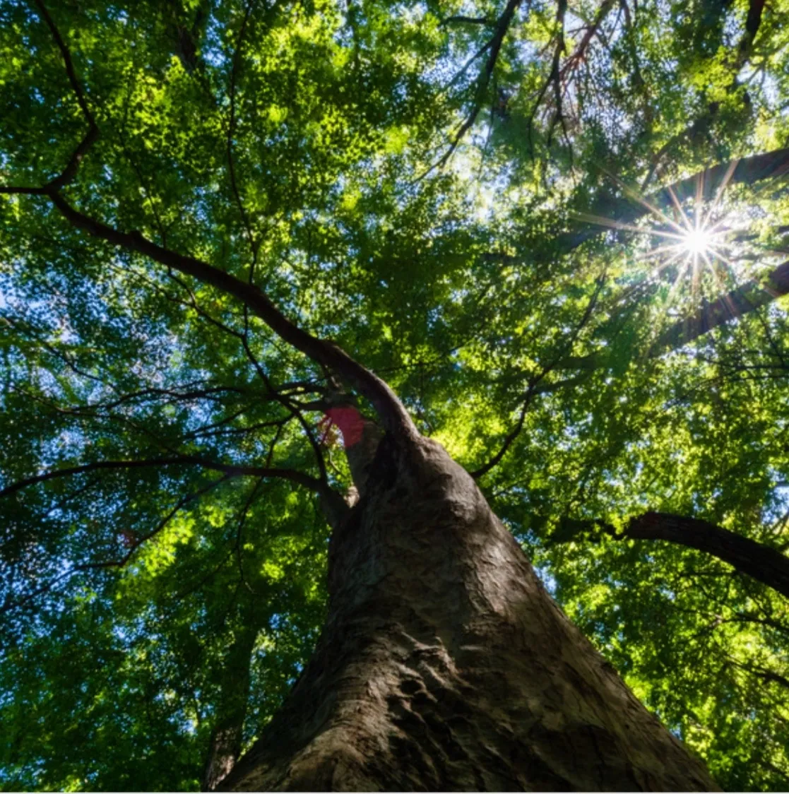 Comment  la reconnexion à la nature nous fait du bien