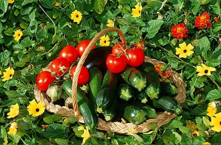 La place de la nutrition dans la naturopathie
