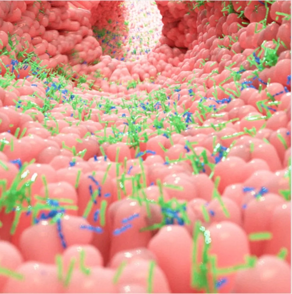 Comment prendre soin de votre microbiote?