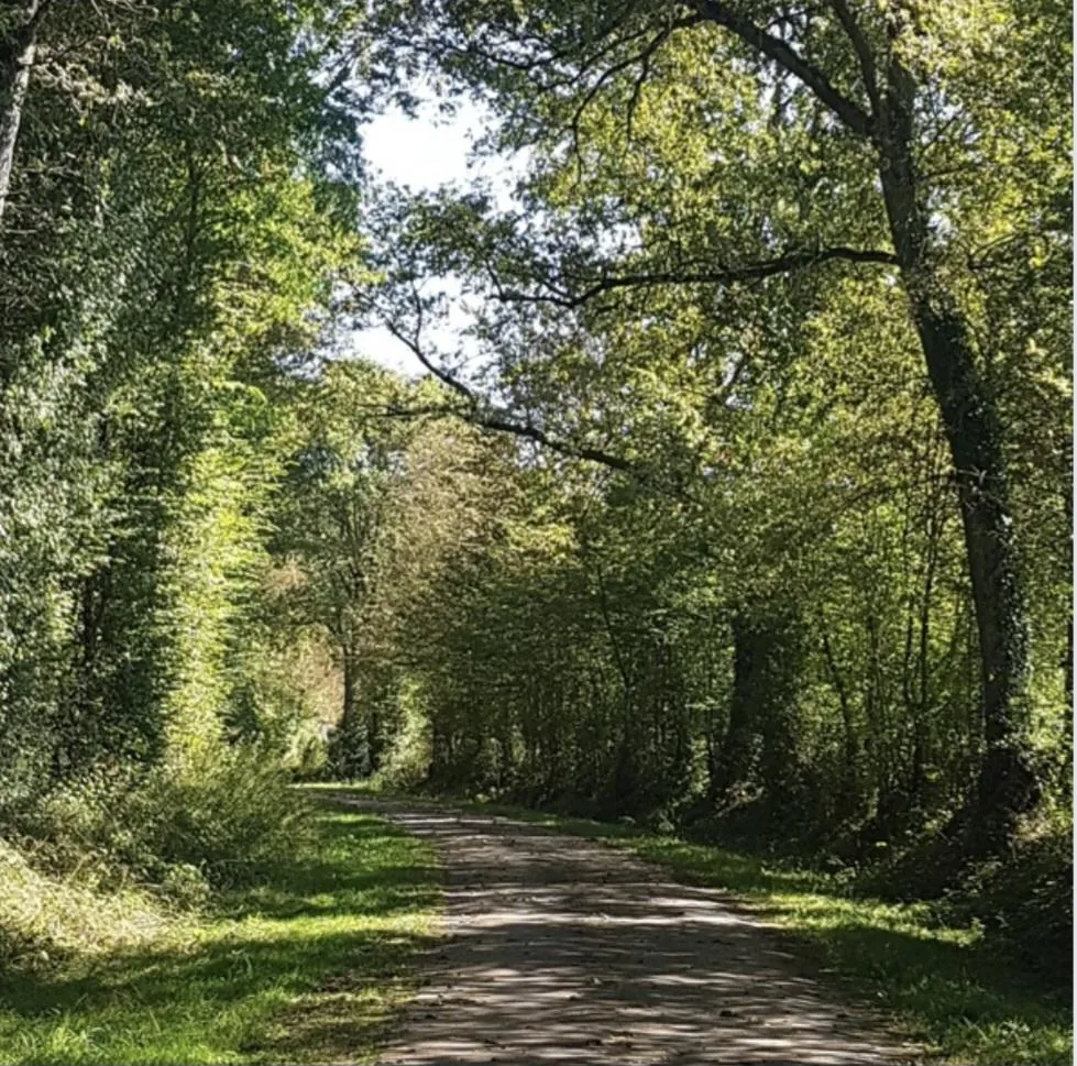 Comment la naturopathie accompagne vos transitions de vie ?