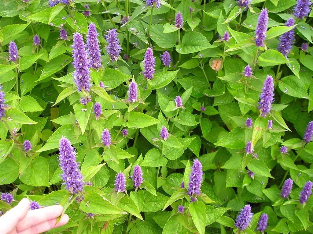 Connaissez vous l'agastache?