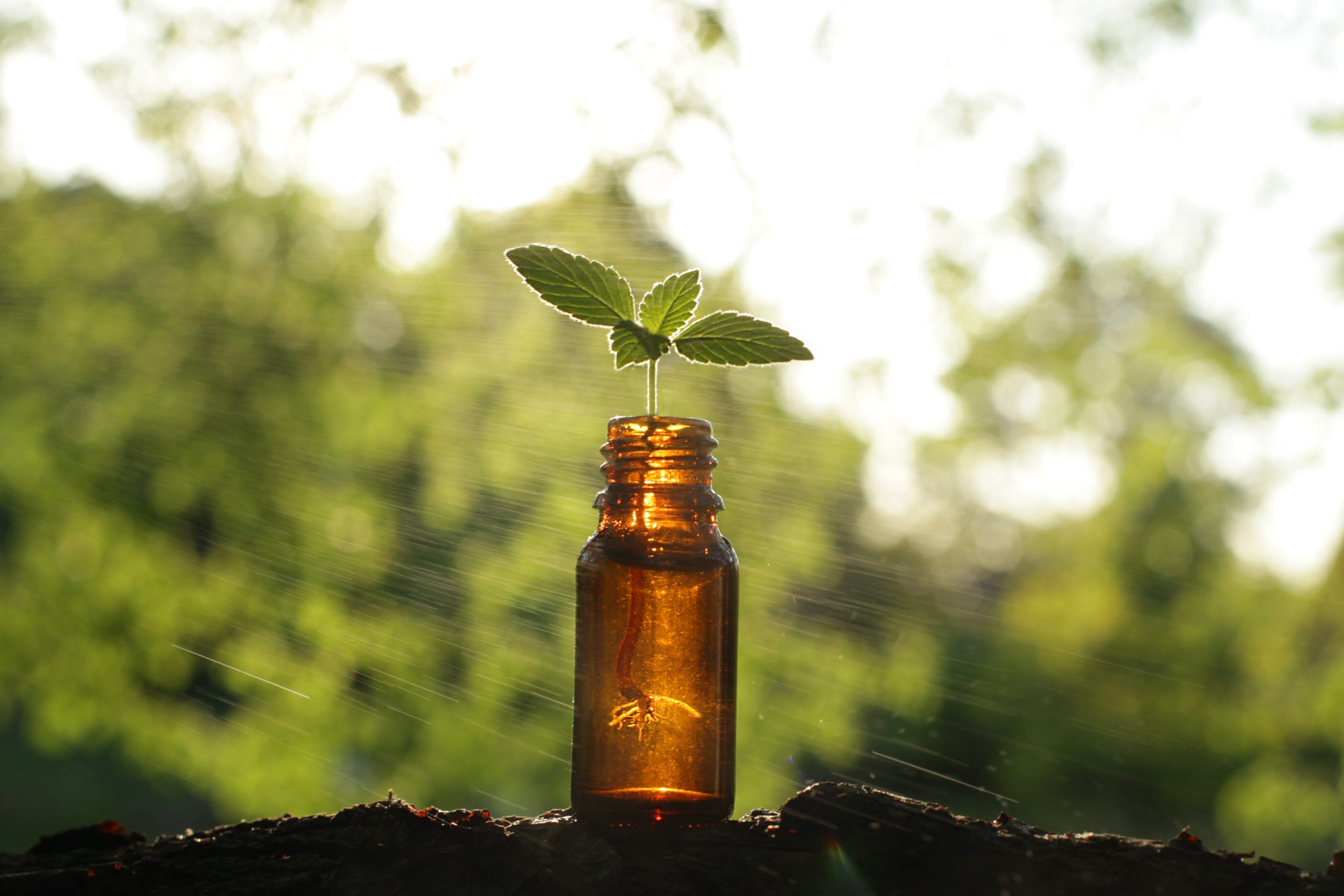 Médecine alternative saine, essence de plantes.  Remèdes naturels - Huile essentielle.