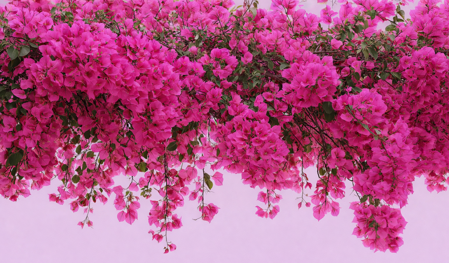 Claire Marino Naturopathe Sophrologue Paris